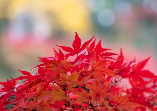 Belas Árvores Temporada Outono — Fotografia de Stock