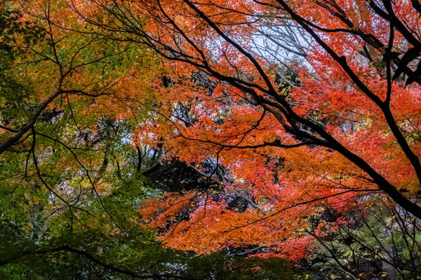 秋天的美丽的树木 — 图库照片