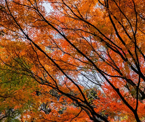 Krásné Stromy Podzimní Sezóně — Stock fotografie