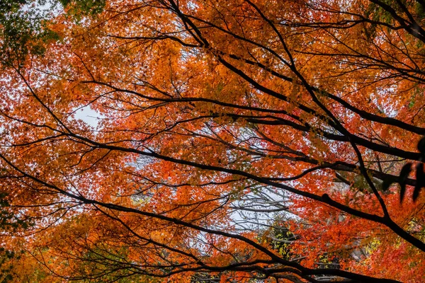 Beaux Arbres Automne — Photo