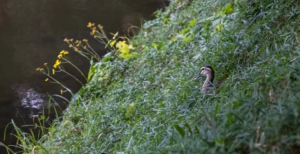 Canard Sauvage Cachant Sur Pente Herbe Verte Dans Parc — Photo