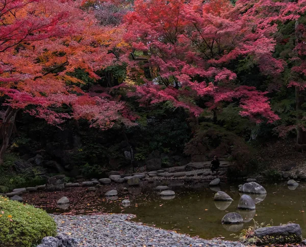 Tokyo Japonya Kasım 2017 Yoyogi Nin Parkının Görünümü Sonbaharda Renk Telifsiz Stok Imajlar