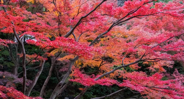 Japanischer Roter Ahornbaum Und Blätter Einem Tokyogarten Herbst Stockbild