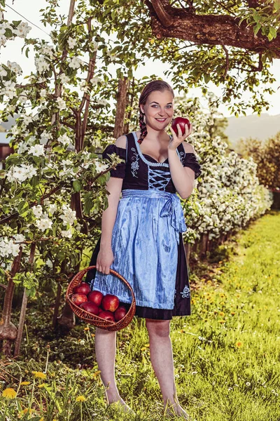 巴伐利亚年轻女子在 Dirndl 站在一个开花的苹果树 另一方面 一个篮子满苹果 — 图库照片