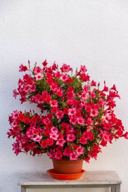Stehende Dipladenie in einem Topf an einer weien Hausmauer auf einen Tisch