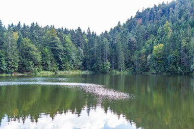 Alter geflochtener Stuhl steht unter einen Baum. Darauf eine Semper-Pflanze mit einem hngendem Silberblatt