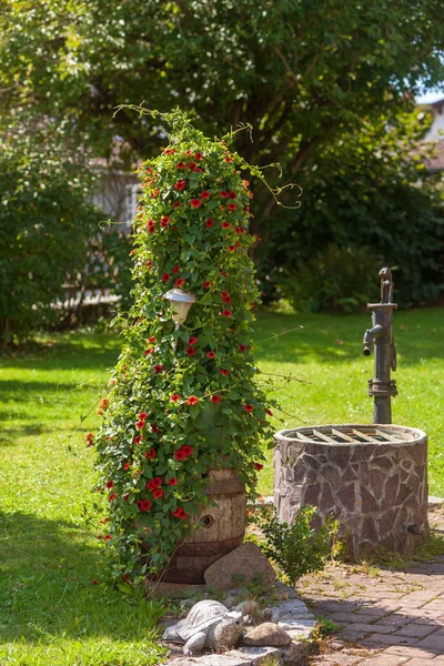 Alter Geflochtener Stuhl Steht Unter Einen Baum Darauf Eine Semper — Stock Photo, Image