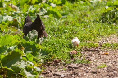 Blick auf ein Huhn mit Kcken auf einem Feld