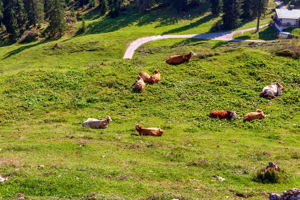 Khe Die Auf Einer Bergwiese Weiden — Stock Photo, Image