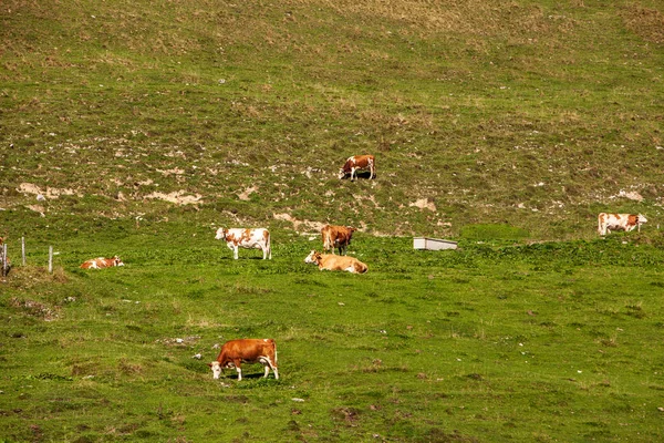 Khe Holder Rundt Einer Bergwiese – stockfoto