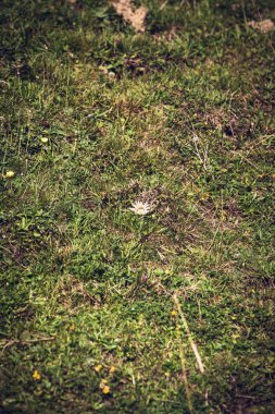 Silberdistel auf einer Bergwiese