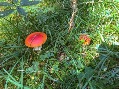 Fliegenpilze in einer wiese 