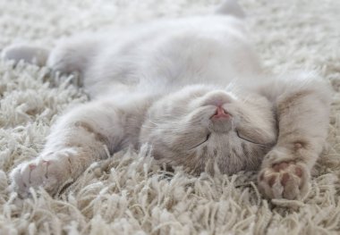 bir halı gibi arkasında yatan bir şirin kedi