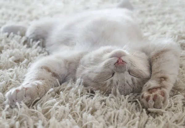 一只可爱的猫躺在后面就像在地毯上 — 图库照片