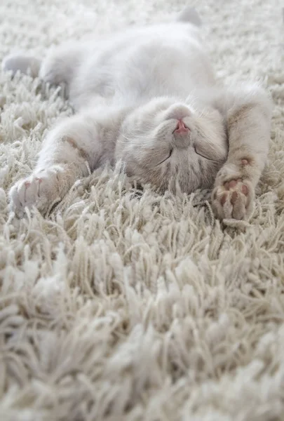 Cute Cat Lying Back Carpet — Stock Photo, Image