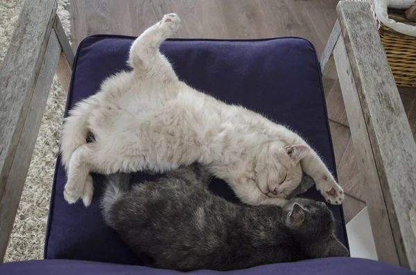 Dois Gatinhos Dormindo Juntos Uma Poltrona Casa — Fotografia de Stock