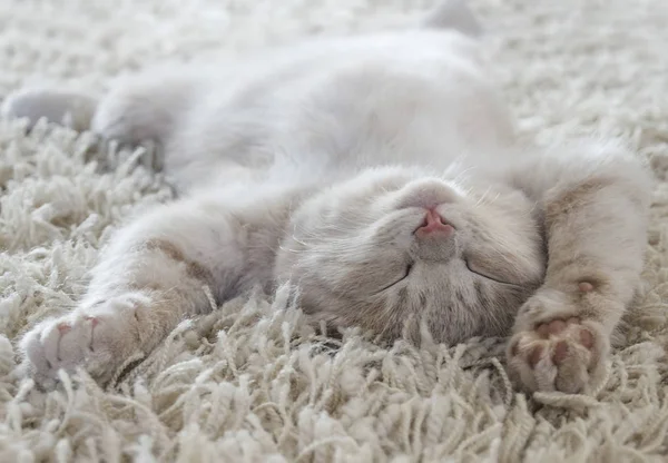 Lindo Gato Acostado Espalda Como Una Alfombra Fotos De Stock Sin Royalties Gratis