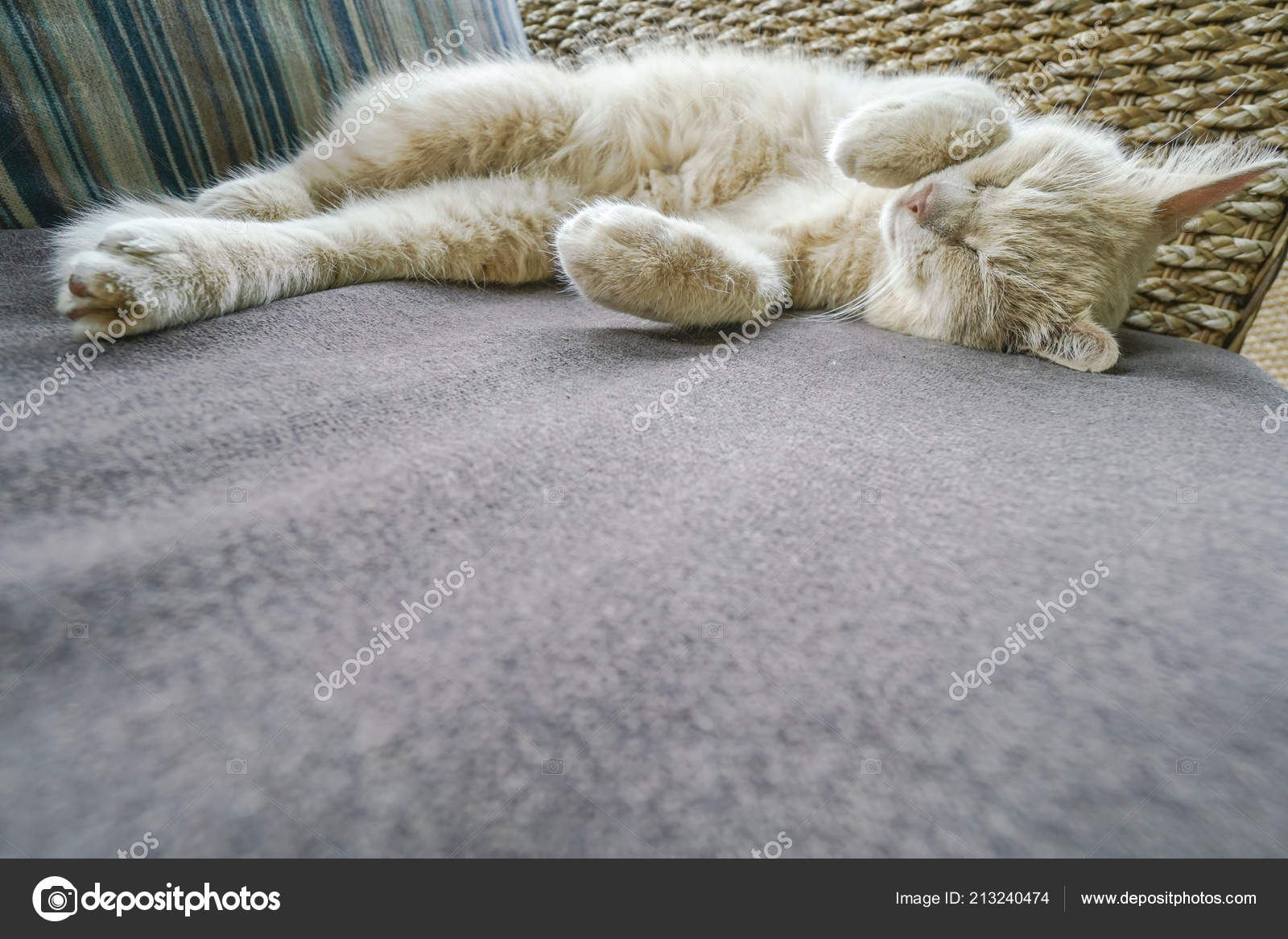 Cute Yellow Cat Sleeping Sofa ⬇ Stock Photo, Image by © berna_rikur