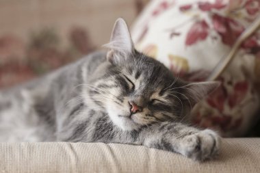 Kanepede uyuyan sevimli gri kedi yavrusu