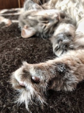 şirin bir gri tekir kedi yatağı, arka bacak ve yastıkları üzerinde yatan