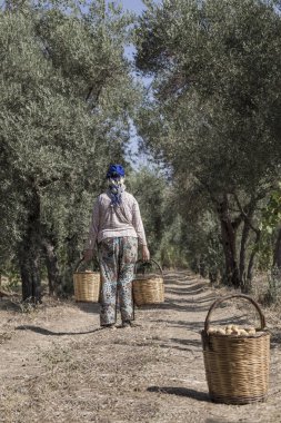 Sepetleri meyve ile tam bir çiftçi kadın