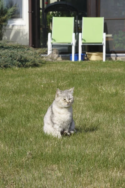 Eine Niedliche Graue Katze Sitzt Frühling Auf Gras Garten — Stockfoto