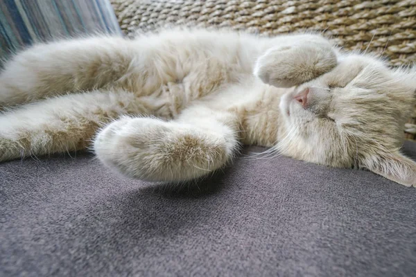 Simpatico Gatto Giallo Che Dorme Sul Divano — Foto Stock