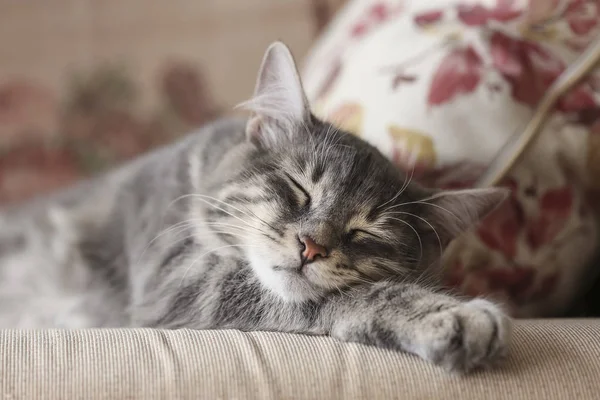 睡在沙发上的可爱的灰色小猫 — 图库照片