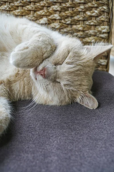 Ένα Χαριτωμένο Κίτρινο Γάτα Στον Ύπνο Στον Καναπέ — Φωτογραφία Αρχείου