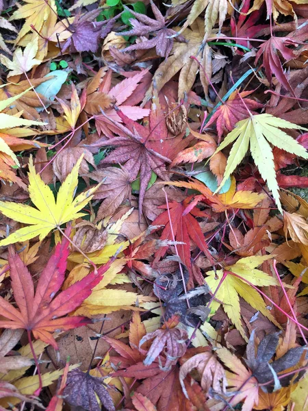 autumn template with colorful dried leaves as a background