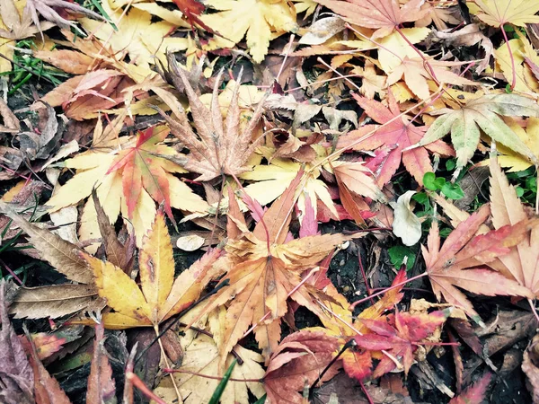 Herbstschablone Mit Bunten Getrockneten Blättern Als Hintergrund — Stockfoto