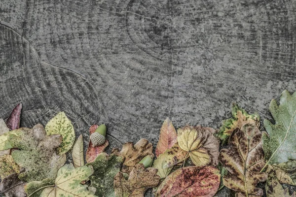 Hojas Secas Otoño Bellotas Sobre Fondo Madera Con Espacio Para — Foto de Stock