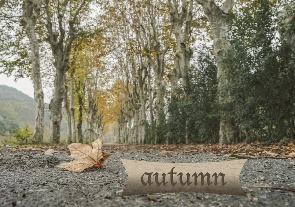 Крупный План Сушеного Листа Дороге Окруженной Деревьями Осенью — стоковое фото