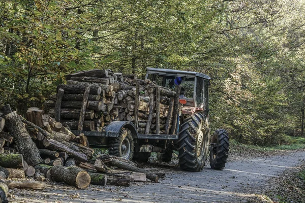 Ένα Φορτηγό Ξυλεία Μεταφέρουν Κορμών Στο Δάσος Κατά Διάρκεια Του — Φωτογραφία Αρχείου