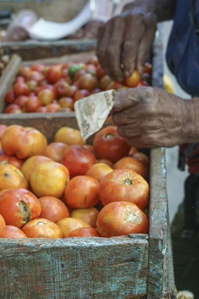 Manlig Hand Hålla Pengar Mot Tomater Öppen Marknad Kuba — Stockfoto