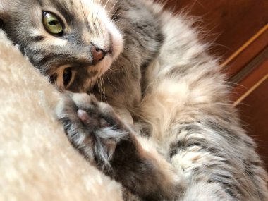 yatakta yatarken gri bir tekir kedi closeup yüzü