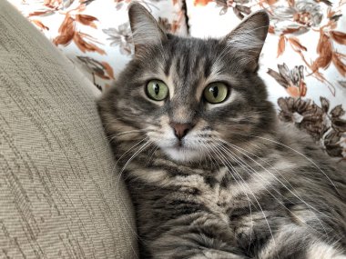 Şirin bir gri tekir kedi closeup yüzü