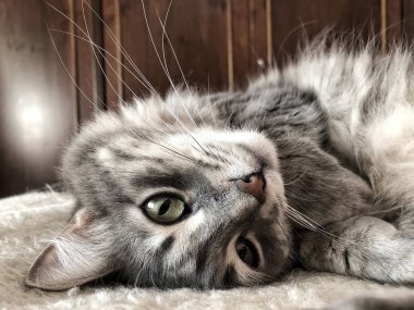 yatakta yatarken gri bir tekir kedi closeup yüzü