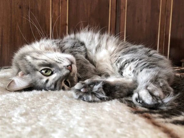 Eine Niedliche Grau Gestromte Katze Liegt Hause Auf Dem Bett — Stockfoto