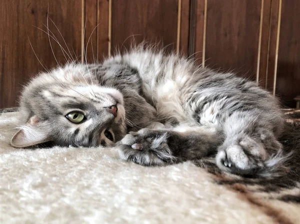 Joli Chat Gris Tabby Couché Sur Lit Maison — Photo