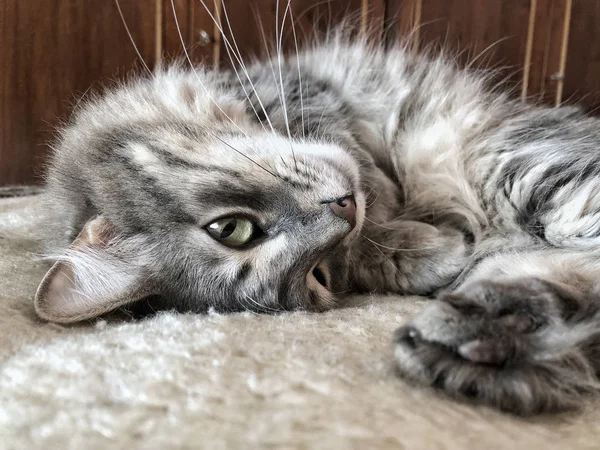 Nahaufnahme Gesicht Einer Grau Gestromten Katze Die Auf Dem Bett — Stockfoto