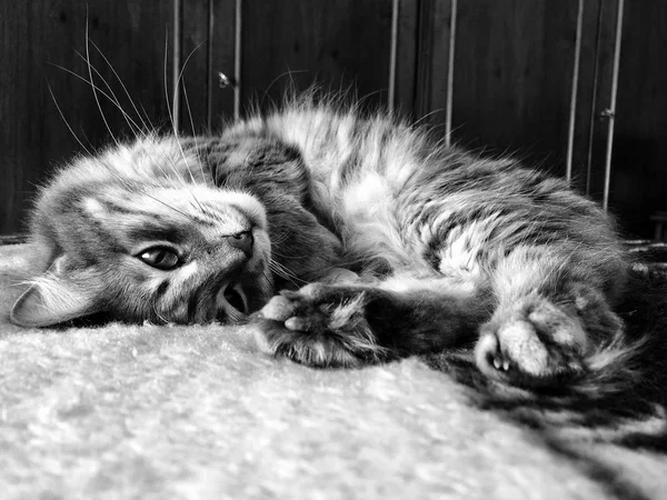 Söt Tabby Katt Liggande Sängen Hemma Svart Och Vitt — Stockfoto