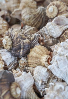 Deniz kabuklarını çeşitli arka planı olarak bir Hediyelik eşya dükkanı