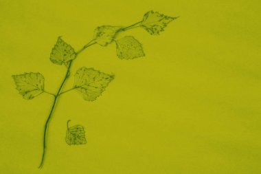 Kağıt üzerinde kopya alanı ile kurutulmuş sonbahar yaprakları ile sınır