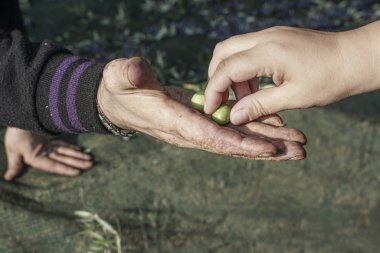 Yeşil zeytin formu çiftçiler el çekme el