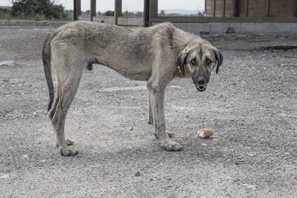 Street Dog Eating Something — Stock Photo, Image