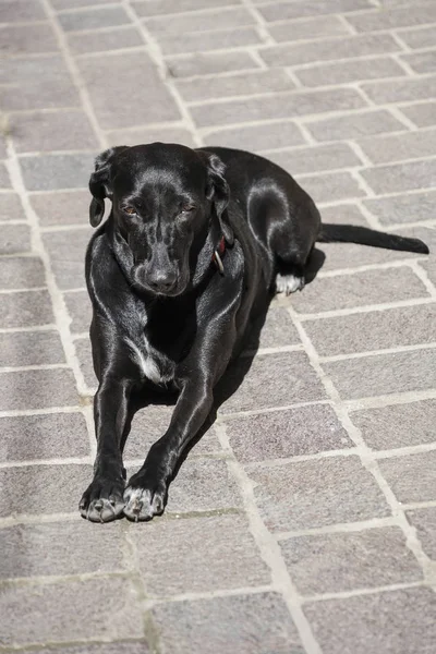 通りで横になっている黒犬 — ストック写真