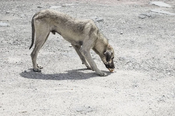 Street Dog Eating Something — Stock Photo, Image