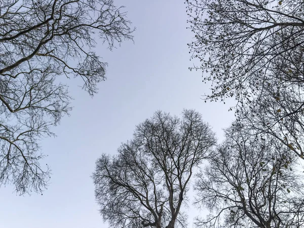 Sylwetka Gałęzie Drzewa Przeciw Błękitne Niebo — Zdjęcie stockowe