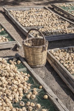  Türkiye'de kuru için güneş altında platformlarda yayılan incir meyve